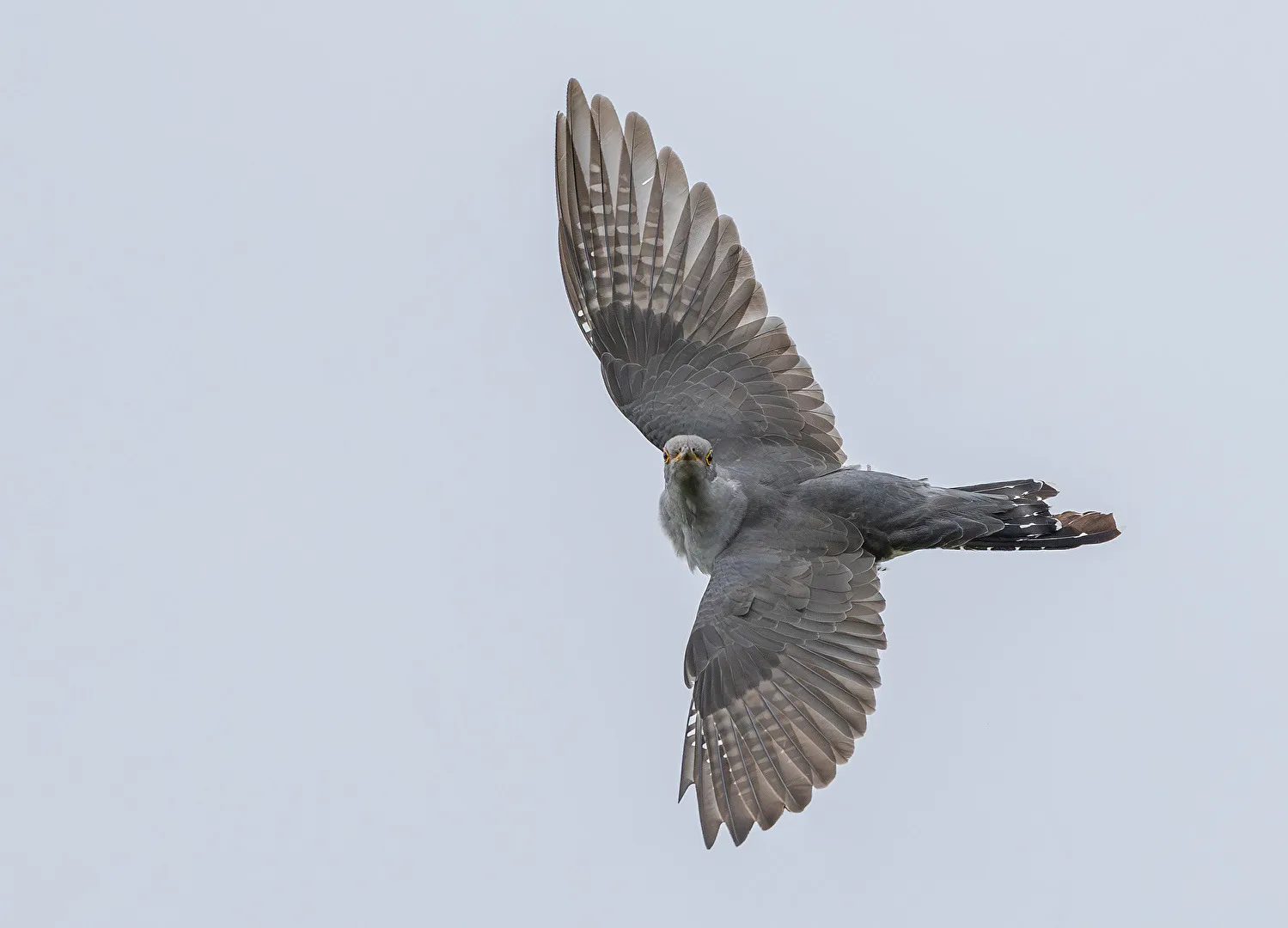 Kuckuck im Flug