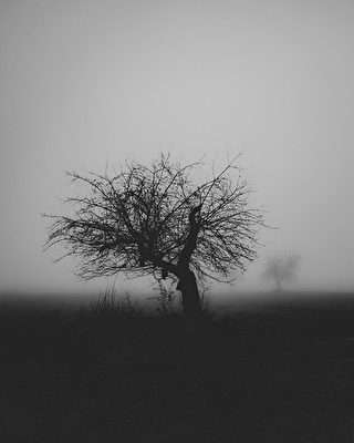 Im Nebel
