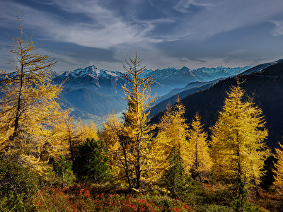 Der Herbst ist eigezogen im Zillertal