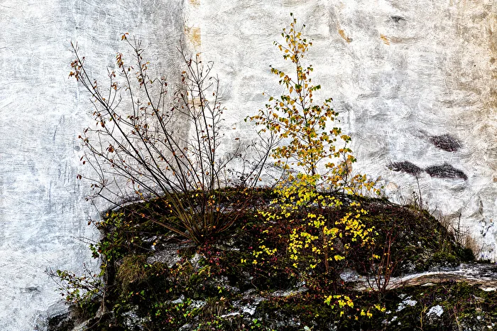 Mauerbaum