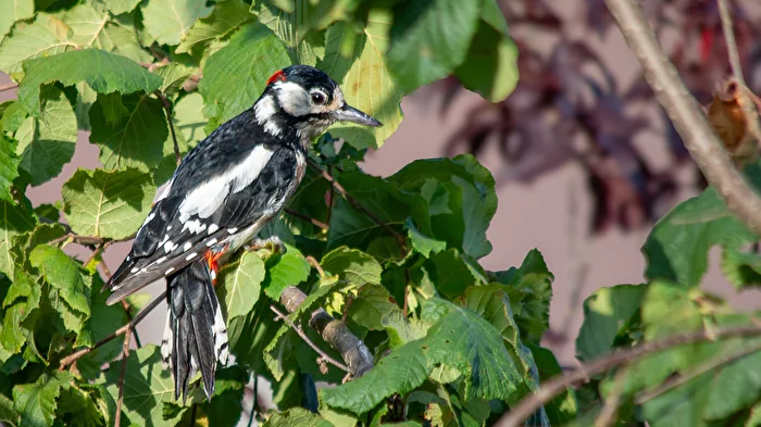 Black Woodpecker in the Hazel Bush