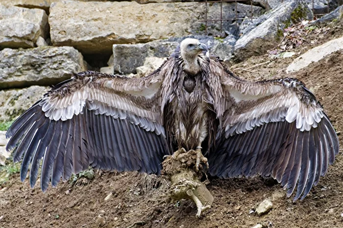 Gänsegeier