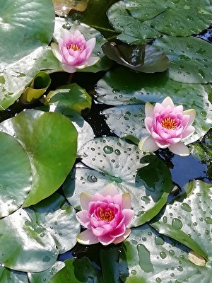 Nymphaea