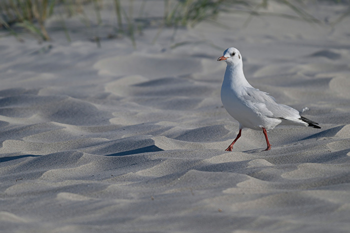 Der Strandläufer
