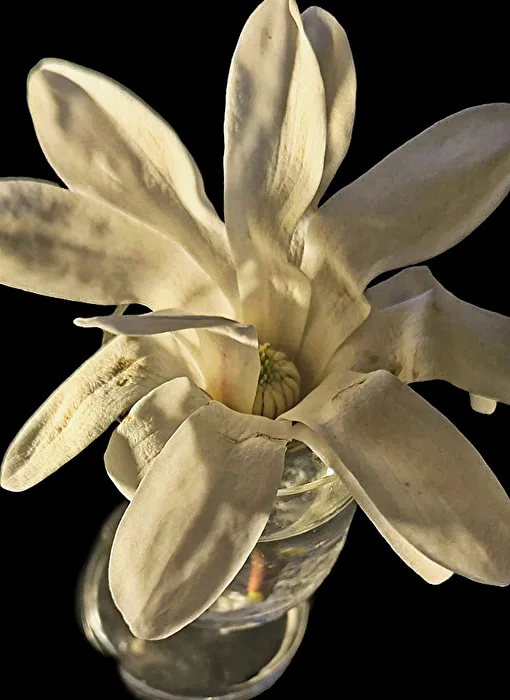 Star Magnolia