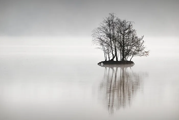 Birken im Nebel