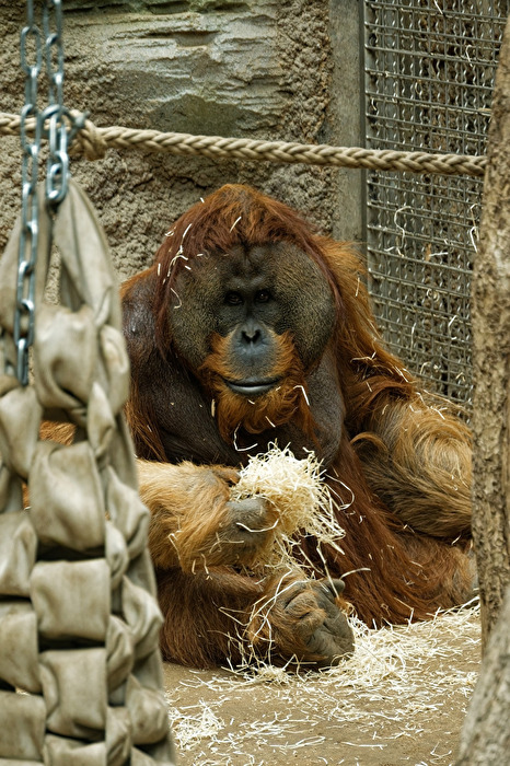 Orang - Utan