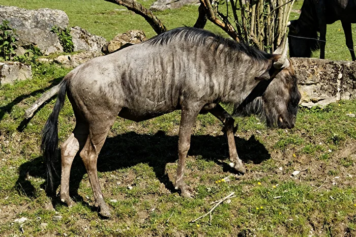 Streifengnu