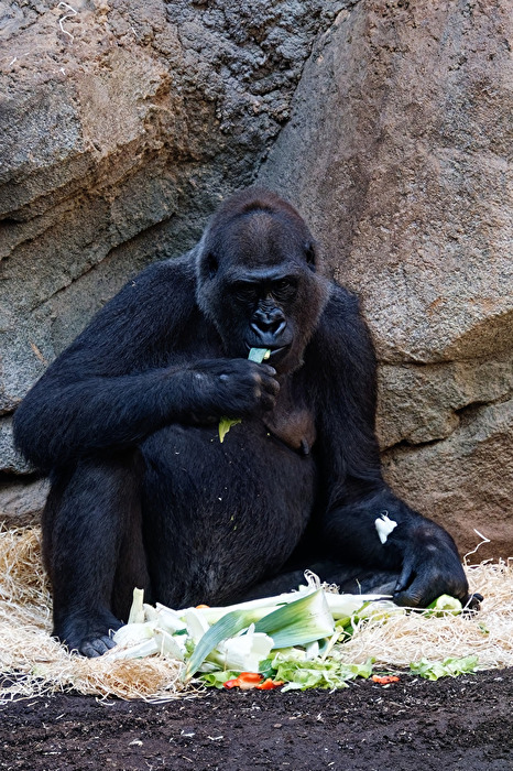 Gorilla