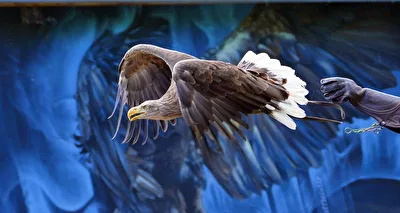 Flieg,Adler flieg