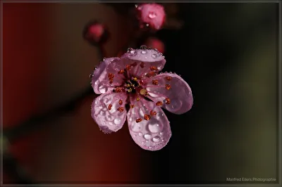 Kirschblüte