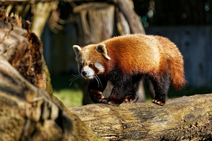 Katzenbär ( Roter Panda )