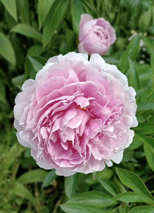 Blütenzauber 🌸