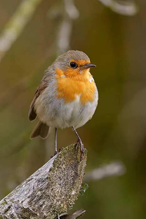 Robin