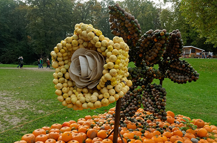 weiße Rose