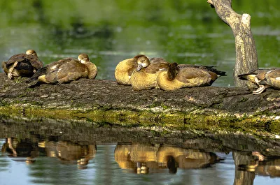 Nilgans