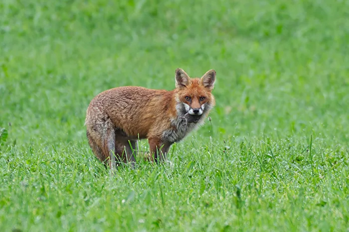 Jagderfolg
