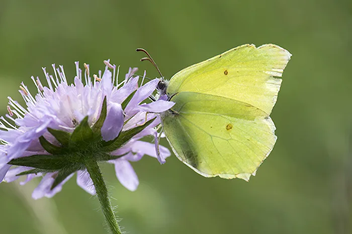 Brimstone butterfly..