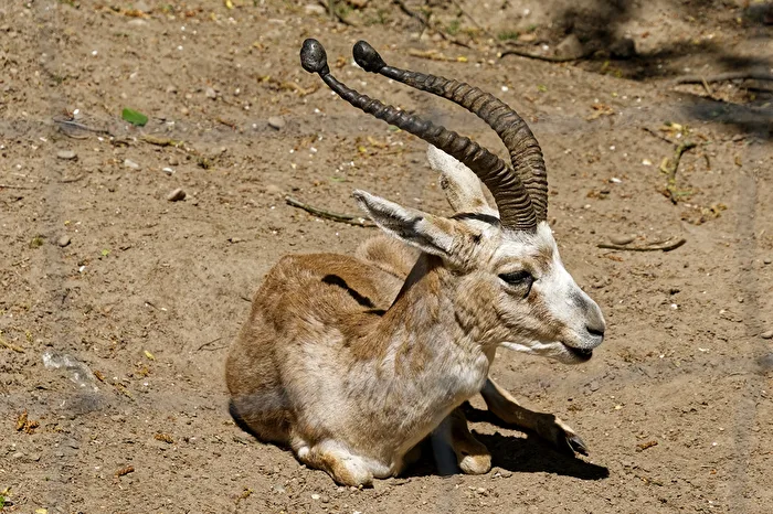 Persian goitered gazelle