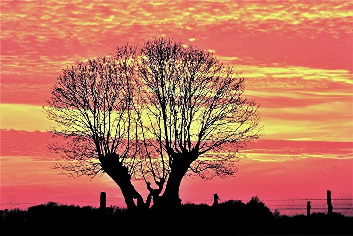 " Alte Kopfesche nach SU "