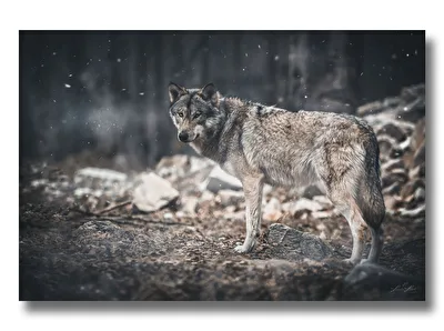 Geist der Wildnis