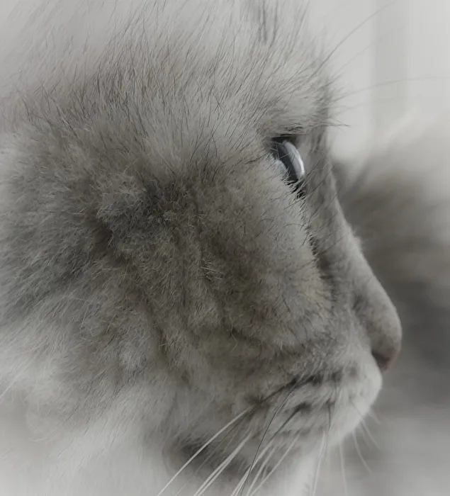 Katzen Blick