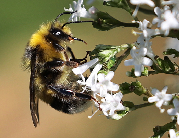 Gartenhummel