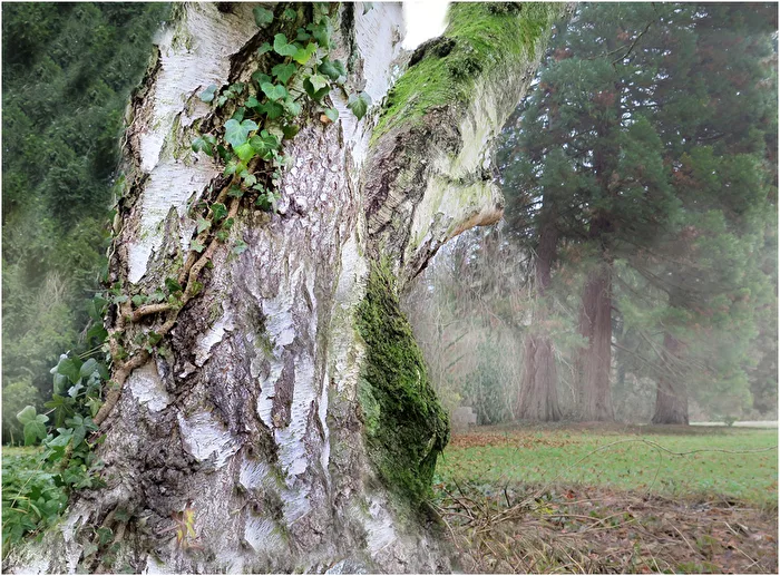 Der Baum