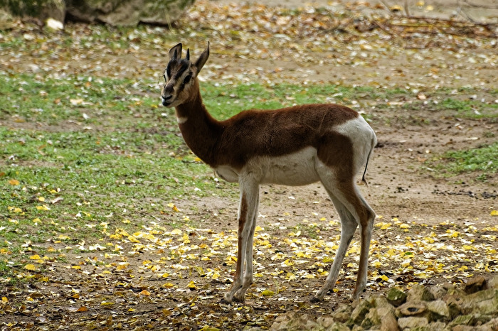 Mhorrgazelle