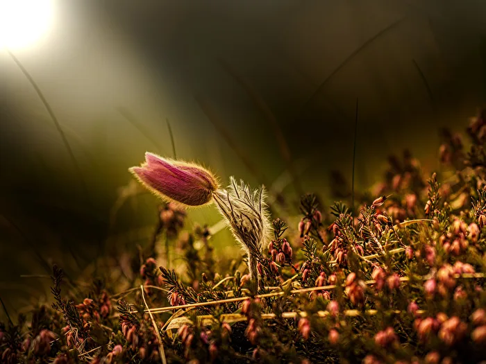Pasque Flower