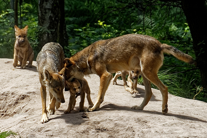 Europäischer Wolf