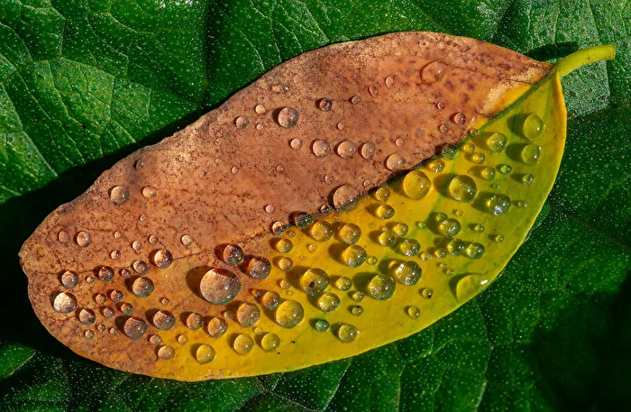 Nach dem Regen