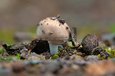 Ein erster Pilz