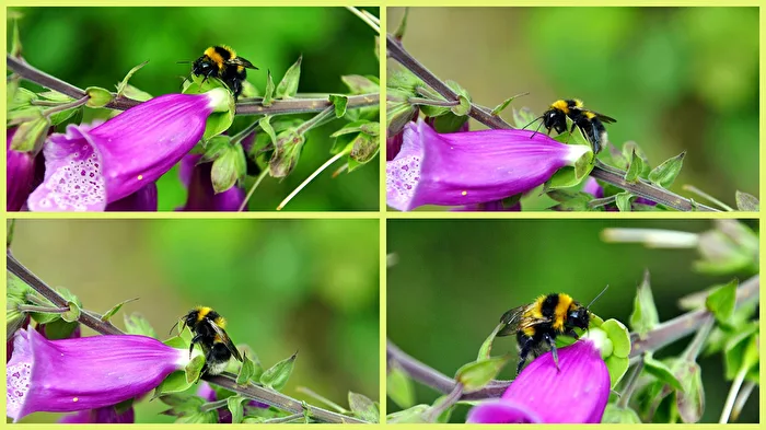 busy bumblebee
