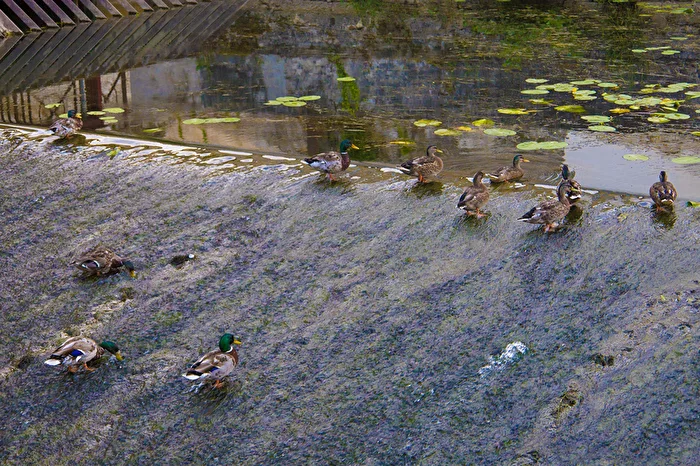 Microcosm at the Waterfall