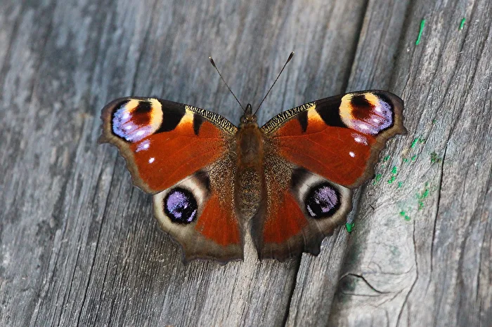Peacock eye