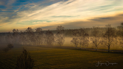 Morgen an der Birkenallee