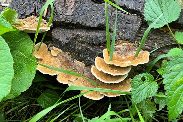 das Gras wächst durch die Pilze