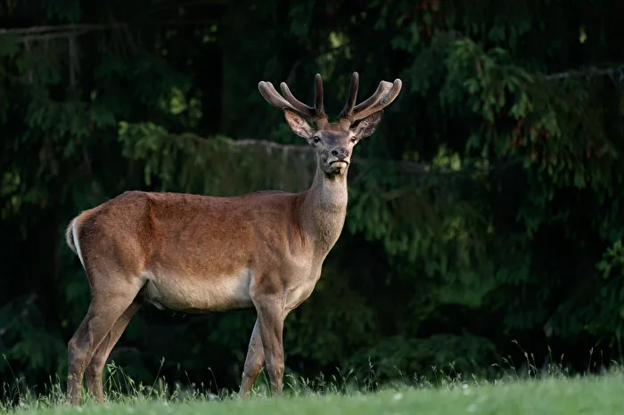 Red deer