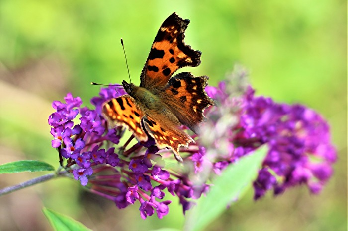 Schmetterling die 2.
