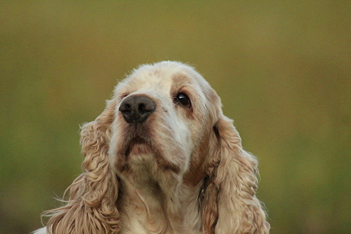 ich kann das neue Jahr schon riechen