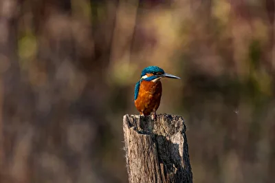 Eisvogel