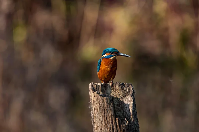 Kingfisher