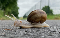 Rennschnecke