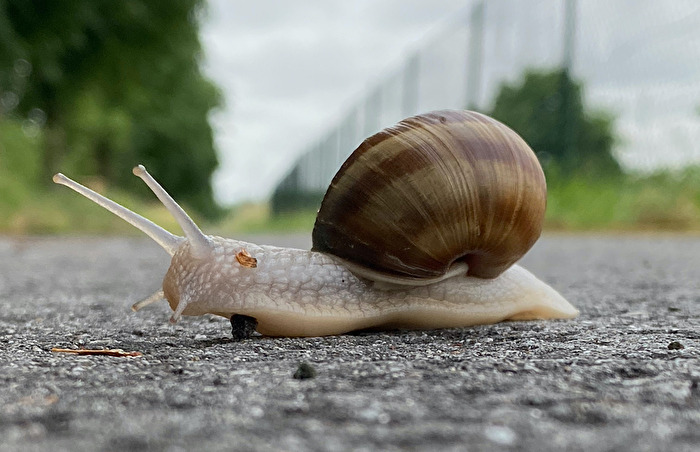 Rennschnecke