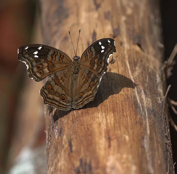 Photographed in Kenya..