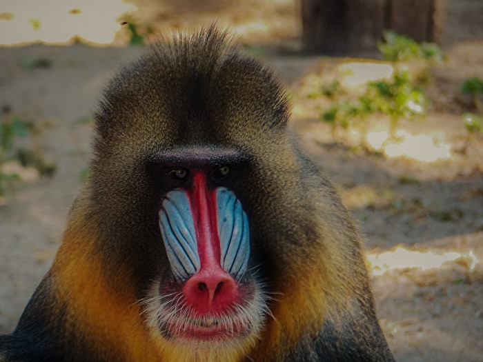 De mandril