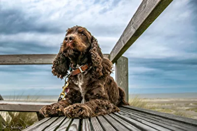Goofy auf Amrum