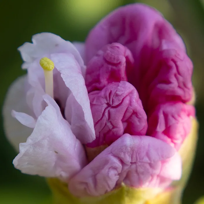 Rhododendron