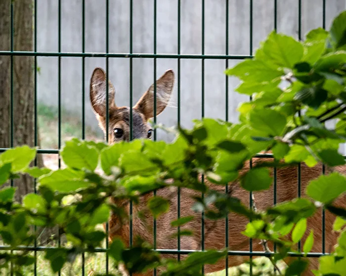 Ears